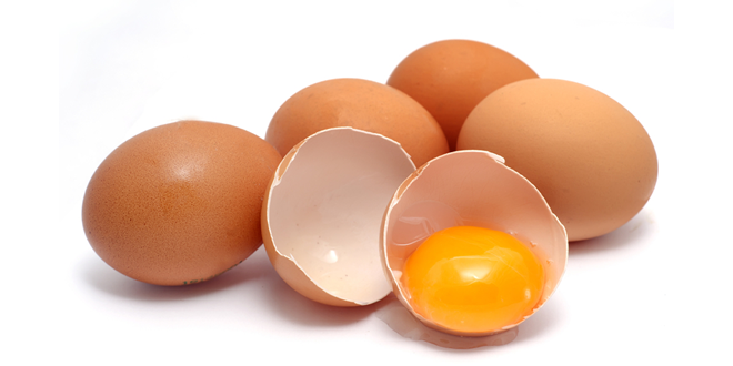 What is Egg Protein